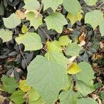 Alangium platanifolium Hoja