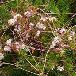 Cuscuta epithymum Yeri