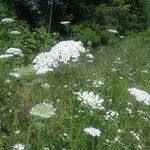 Ammi majus Цветок