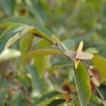 Combretum micranthum Blatt