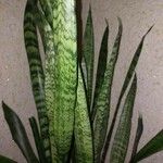 Sansevieria hyacinthoides Folio