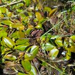Potamogeton polygonifolius Likasa