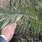 Phoenix reclinata Blad