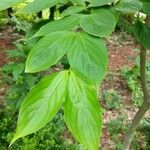 Cornus floridaЛист