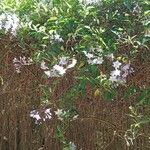 Solanum laxum অভ্যাস