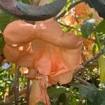 Brugmansia versicolor Lagerh.പുഷ്പം