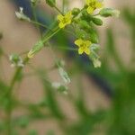 Camelina sativa Цветок