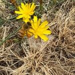 Hieracium gouanii Blüte