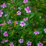 Catharanthus roseus Flower