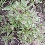 Bidens frondosa Folha