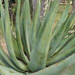 Aloe ferox Fuelha