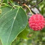 Cornus kousa Folha