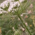 Daucus muricatus Květ