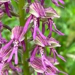 Orchis × spuria ফুল