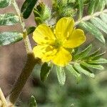 Tribulus terrestris Цвят
