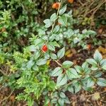 Cotoneaster simonsii Fruit