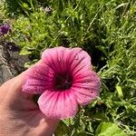 Malva trimestris Blomst