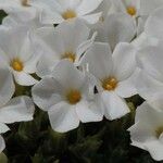 Phlox condensata Flower