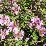 Thymus serpyllum Leaf