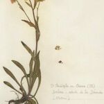 Erigeron atticus Libunga