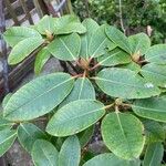 Rhododendron oreodoxa Leaf