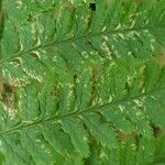 Dryopteris carthusiana برگ