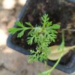 Anthemis cotula Leaf