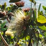 Protea nitida Blüte
