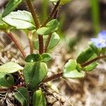 Veronica acinifolia Inny