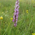 Anacamptis palustris Hábito