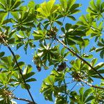 Cecropia peltata Feuille