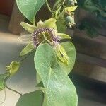 Passiflora ligularis Цветок