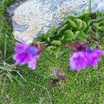 Primula glutinosa Blomst