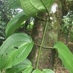 Adelobotrys adscendens Hoja