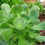 Aeonium undulatum Облик