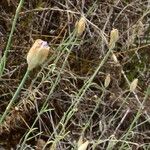 Petrorhagia prolifera Flower