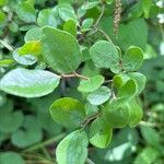 Vaccinium arboreum Leaf