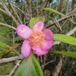 Rhodomyrtus locellata Flor