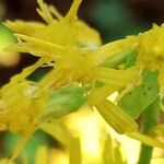 Solidago virgaurea Blüte