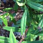 Angelonia biflora Hoja