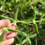 Hexasepalum teres Flor