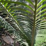 Encephalartos villosus Folha