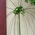 Tacca leontopetaloides Flower
