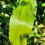 Pontederia cordata Feuille