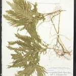 Selaginella parkeri Hoja