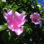 Leuenbergeria quisqueyana Flower