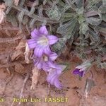 Campanula mollis Habit