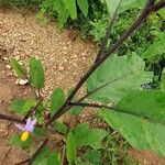 Solanum campylacanthum Écorce