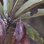 Terminalia stenostachya Fruit
