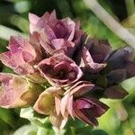 Thymus pulegioides Kvet
